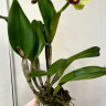 Орхидея Cattleya Greenwich (отцвела)