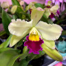 Орхидея Cattleya Greenwich (отцвела)