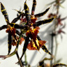 Орхидея Brassia hybrid 