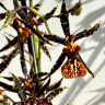 Орхидея Brassia hybrid 