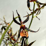 Орхидея Brassia hybrid 