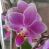 Орхидея Phalaenopsis, mini (отцвел, РЕАНИМАШКА*)