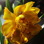 Орхидея Cymbidium (отцвел, УЦЕНКА*)