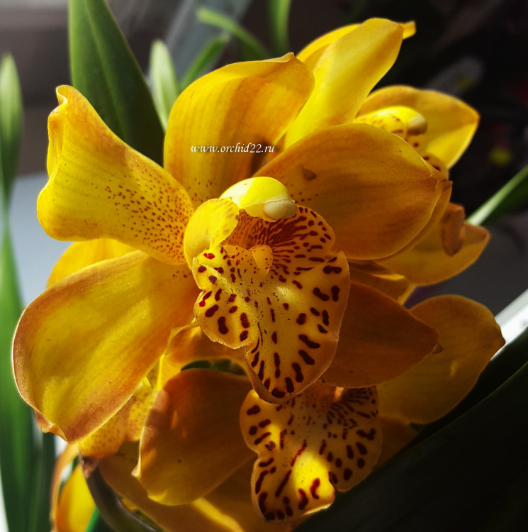 Орхидея Cymbidium (отцвел, УЦЕНКА*)