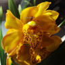 Орхидея Cymbidium (деленка без цветов)