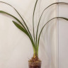 Орхидея Cymbidium (деленка без цветов)