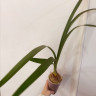 Орхидея Cymbidium (деленка без цветов)