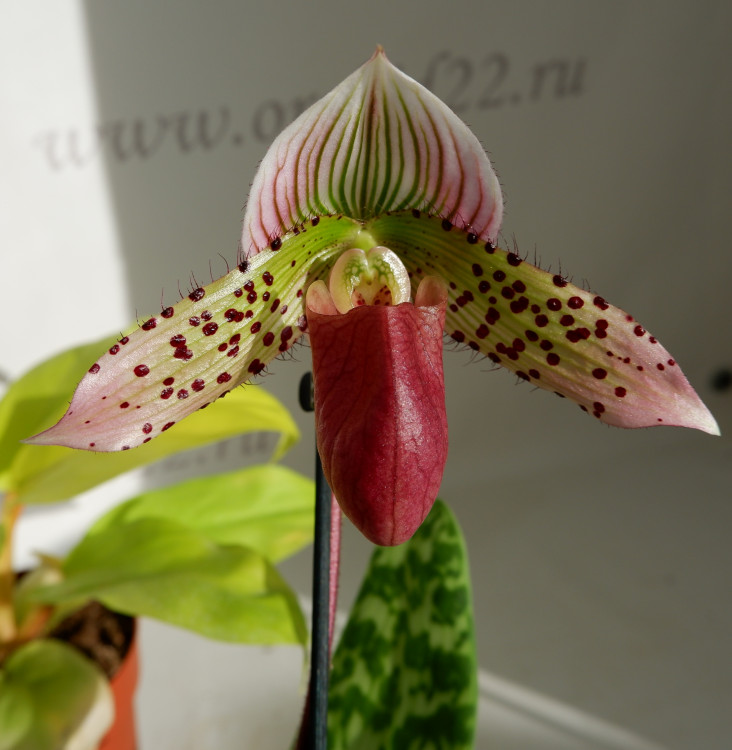 Орхидея Paphiopedilum sukhakulii hybrid (отцвел)