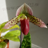 Орхидея Paphiopedilum sukhakulii hybrid (отцвел)