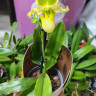 Орхидея Paphiopedilum Pinocchio alba d-9см