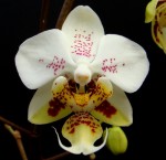 Орхидея Phalaenopsis stuartiana 'SOGO' (еще не цвел)