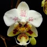 Орхидея Phalaenopsis stuartiana 'SOGO' (еще не цвел)