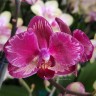 Орхидея Phalaenopsis Intriga, midi