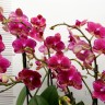 Орхидея Phalaenopsis Intriga, midi