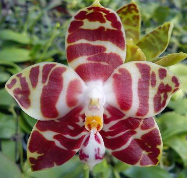 Орхидея Phalaenopsis amboinensis v.common (отцвел)