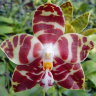 Орхидея Phalaenopsis amboinensis v.common (отцвел)