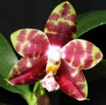 Орхидея Phal. Hannover Passion (еще не цвёл, РЕАНИМАШКА)