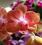 Орхидея Phalaenopsis multiflora
