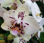 Орхидея Phalaenopsis Sunny Times