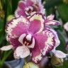 Орхидея Phalaenopsis Chocolate Flavor (new Kaoda)  