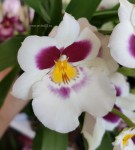 Орхидея Miltonia (отцвела, РЕАНИМАШКА)