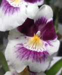 Орхидея Miltonia hybrid (отцвела)