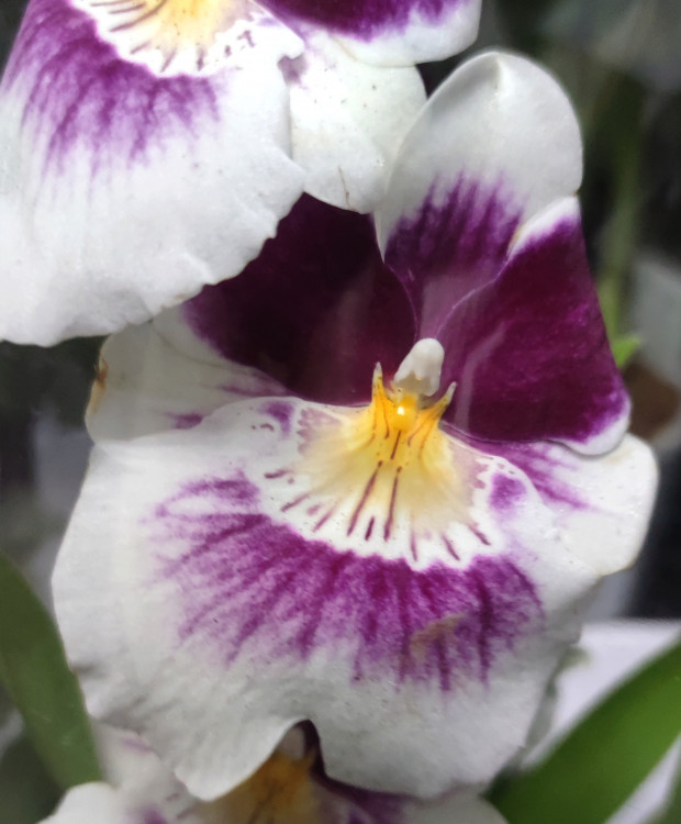 Орхидея Miltonia hybrid (отцвела)