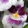 Орхидея Miltonia hybrid (отцвела)