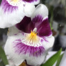 Орхидея Miltonia hybrid (отцвела)