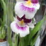 Орхидея Miltonia hybrid (отцвела)
