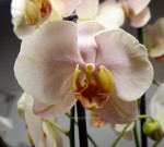 Орхидея Phalaenopsis     