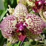 Орхидея Phalaenopsis Cleopatra (отцвел)