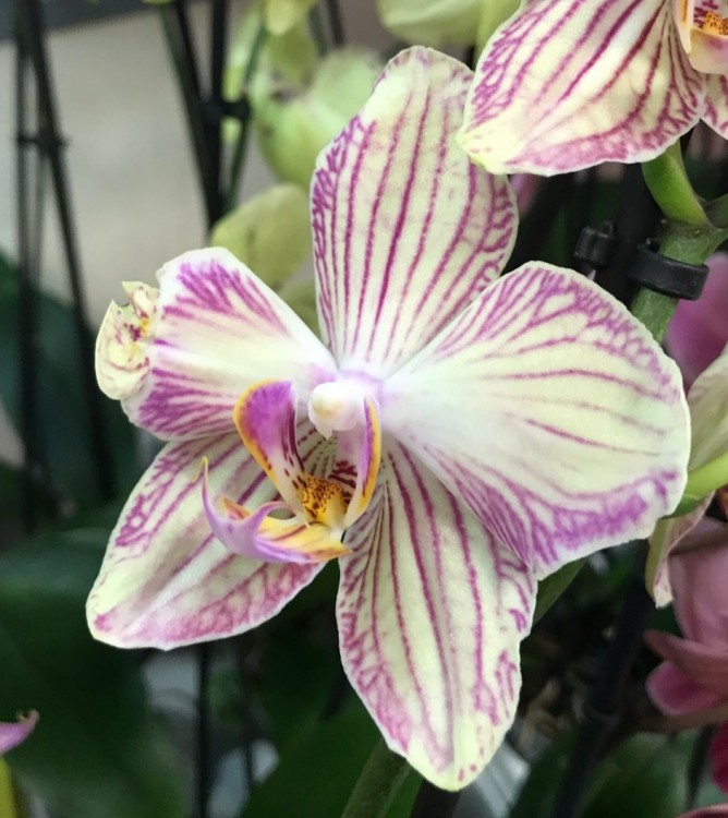 Орхидея Phalaenopsis Torino (отцвел)