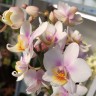 Орхидея Phalaenopsis multiflora  