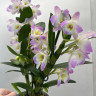 Орхидея Dendrobium nobile Kumiko (отцвел)