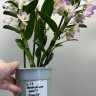 Орхидея Dendrobium nobile Kumiko (отцвел)