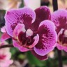 Орхидея Phal. Montpellier peloric (цветет, УЦЕНКА)