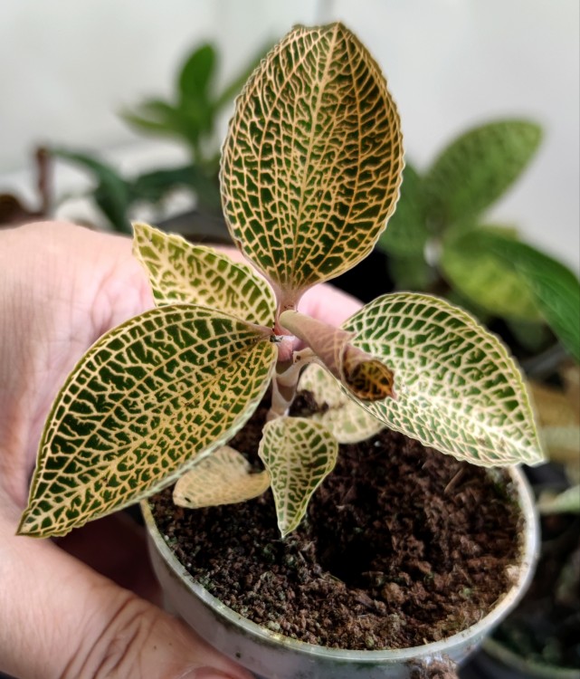 Орхидея Anoectochilus Roxburghii 'Gold Bar' (еще не цвелa)        