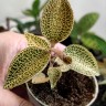 Орхидея Anoectochilus Roxburghii 'Gold Bar' (еще не цвелa)        