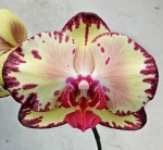 Орхидея Phalaenopsis Miki Crown '16' (еще не цвел, РЕАНИМАШКА)