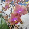Орхидея Phalaenopsis Perfume Dusty Belle, multiflora 