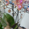 Орхидея Phalaenopsis Perfume Dusty Belle, multiflora 
