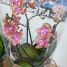 Орхидея Phalaenopsis Perfume Dusty Belle, multiflora 