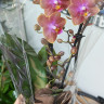 Орхидея Phalaenopsis Perfume Dusty Belle, multiflora 