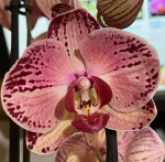 Орхидея Phalaenopsis Paisaje