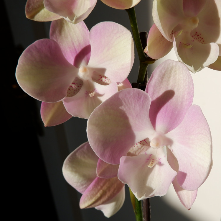 Орхидея Phalaenopsis Venetian Carnival, Big Lip   