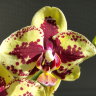Орхидея Phalaenopsis Starfish 
