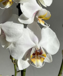 Орхидея Phalaenopsis White Clouds 