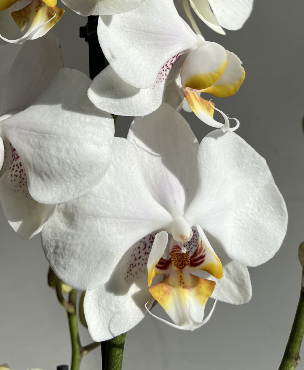 Орхидея Phalaenopsis White Clouds 