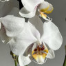 Орхидея Phalaenopsis White Clouds 